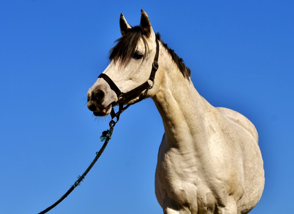 Horse Halter Bridle Horse Tack