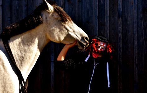 Horse Horse Like Mammal Horse Tack Horse Supplies