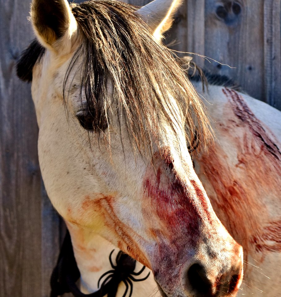 Horse Mane Horse Like Mammal Head