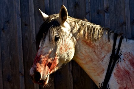 Horse Mane Horse Like Mammal Horse Tack