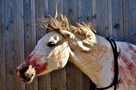 Horse Horse Like Mammal Mane Fauna