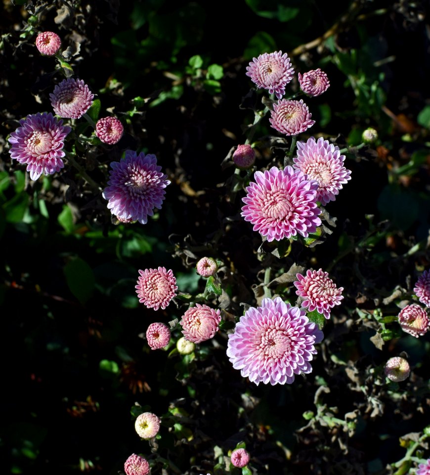 Flower Plant Flora Aster photo