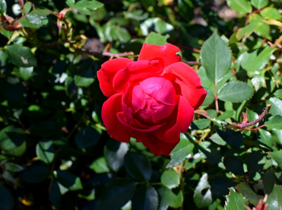 Rose Rose Family Flower Floribunda