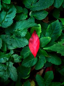 Leaf Flower Plant Flora