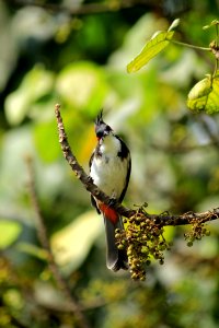 Bird Fauna Beak Ecosystem
