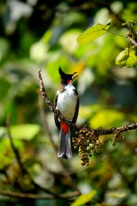 Bird Fauna Beak Flora photo