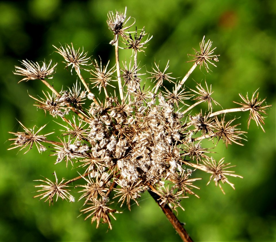 Plant Flora Thorns Spines And Prickles Flower