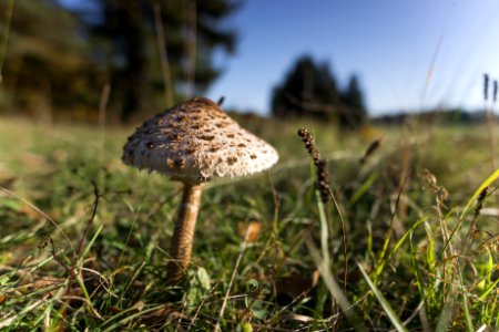 Mushroom Fungus Grass Edible Mushroom photo