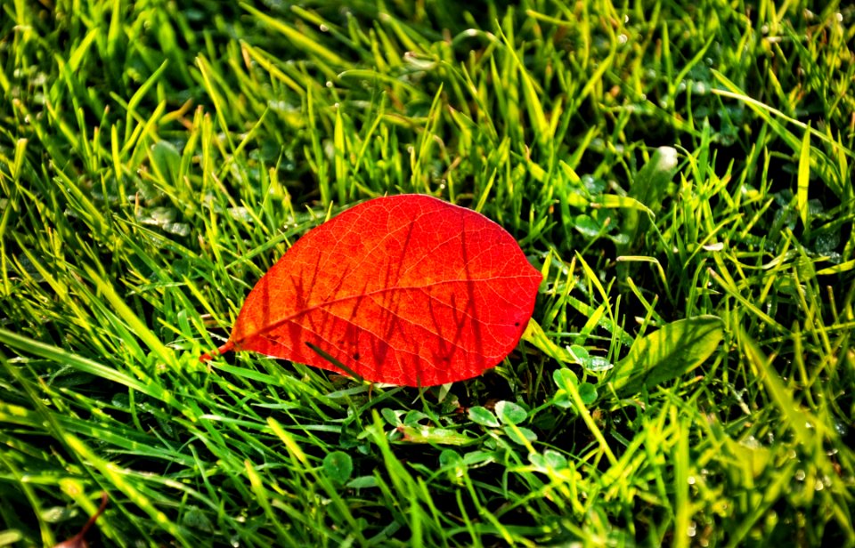 Leaf Grass Plant Biome