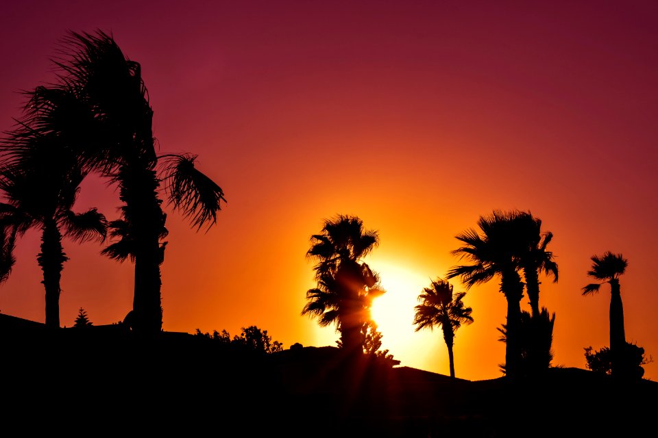 Sky Sunset Palm Tree Sunrise
