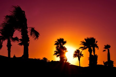 Sky Sunset Palm Tree Sunrise photo