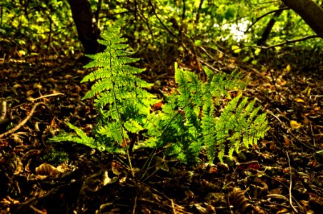 Vegetation Plant Ecosystem Flora
