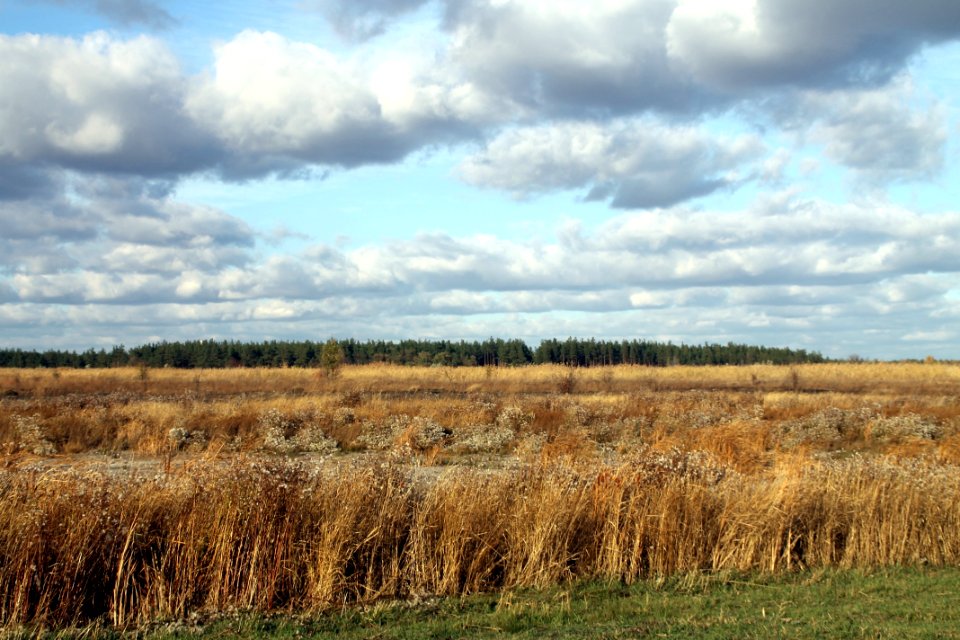 Grassland Ecosystem Sky Prairie