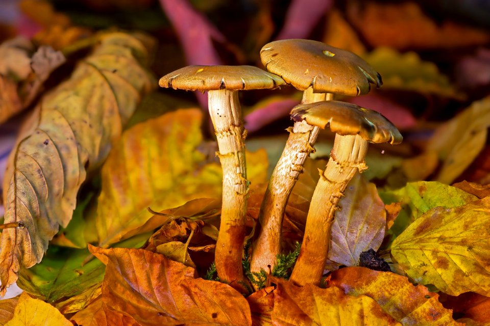 Mushroom Fungus Edible Mushroom Agaricaceae photo