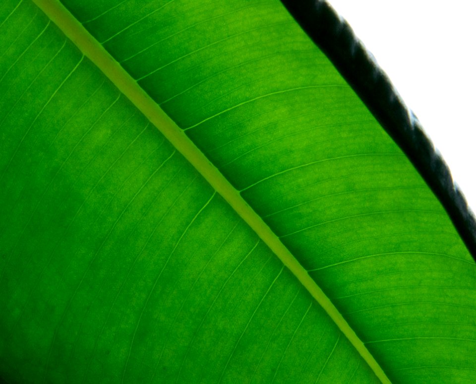 Leaf Green Plant Banana Leaf