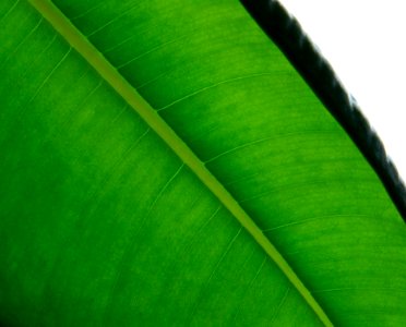 Leaf Green Plant Banana Leaf