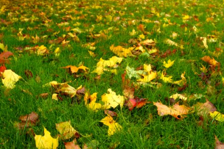 Leaf Grass Yellow Ecosystem