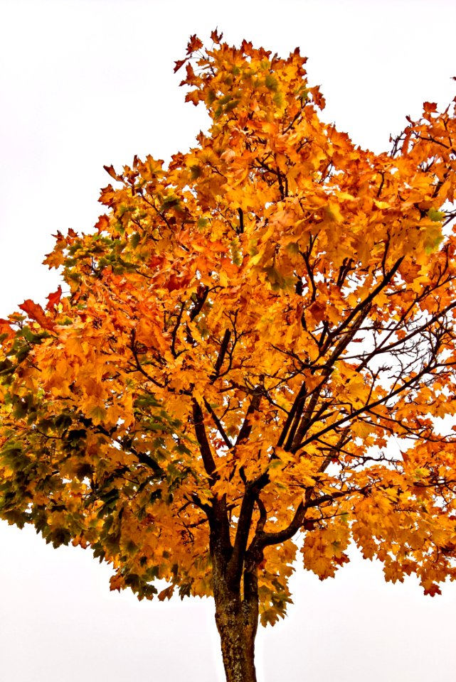 Tree Woody Plant Autumn Yellow