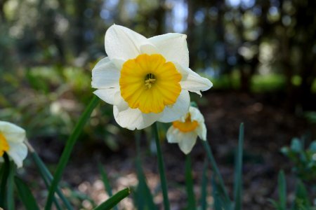 Flower Plant Flowering Plant Yellow photo