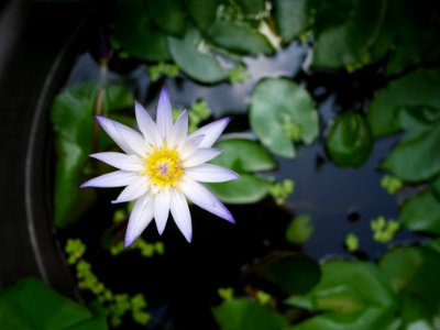 Flower Flora Plant Leaf