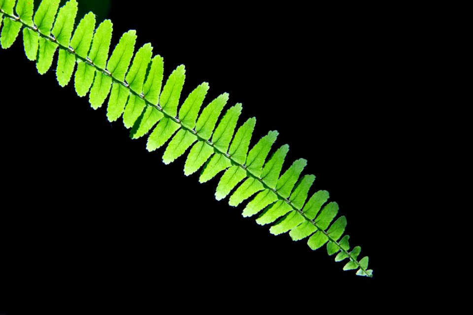 Leaf Plant Close Up Macro Photography
