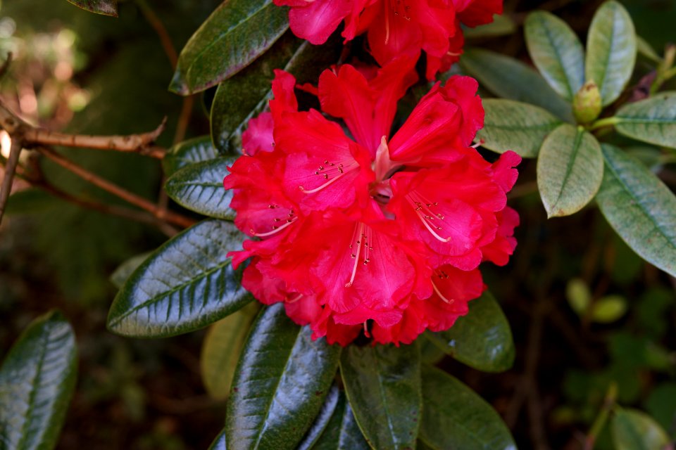 Plant Flower Flowering Plant Pink