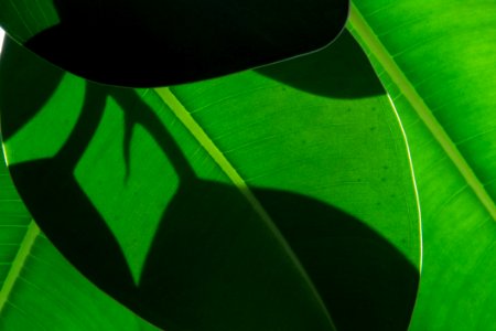 Leaf Green Plant Banana Leaf