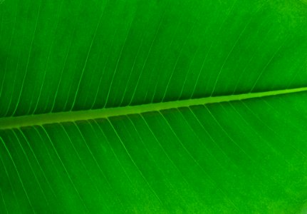 Leaf Green Banana Leaf Plant