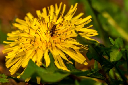 Flower Yellow Flora Nectar