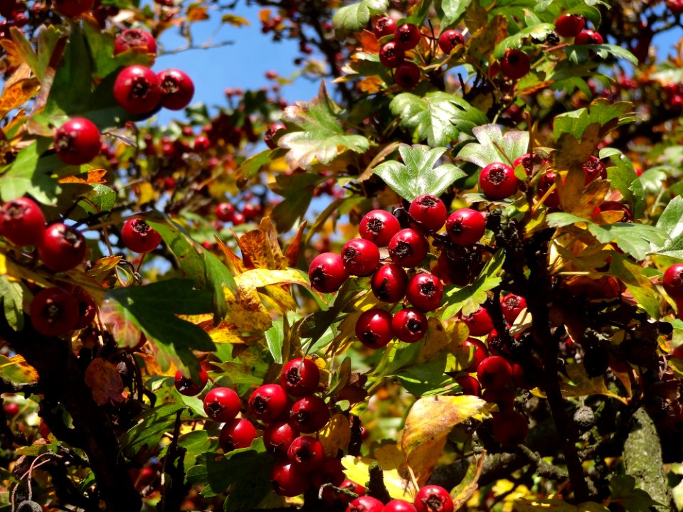 Plant Fruit Berry Hawthorn