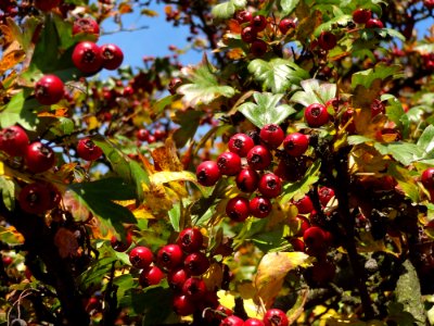Plant Fruit Berry Hawthorn photo