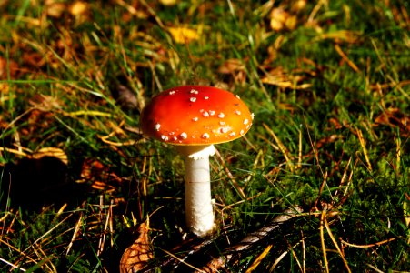 Mushroom Fungus Agaric Edible Mushroom photo