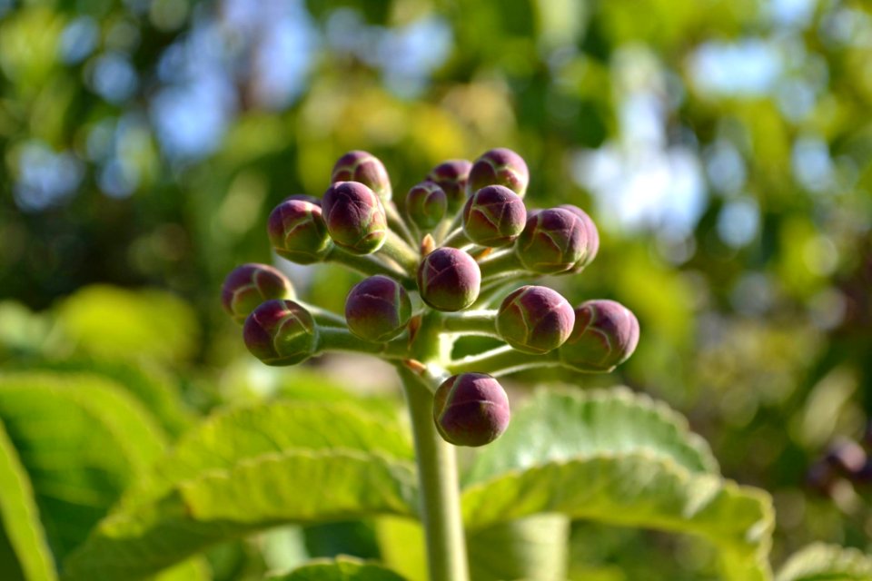 Plant Flora Flower Bud