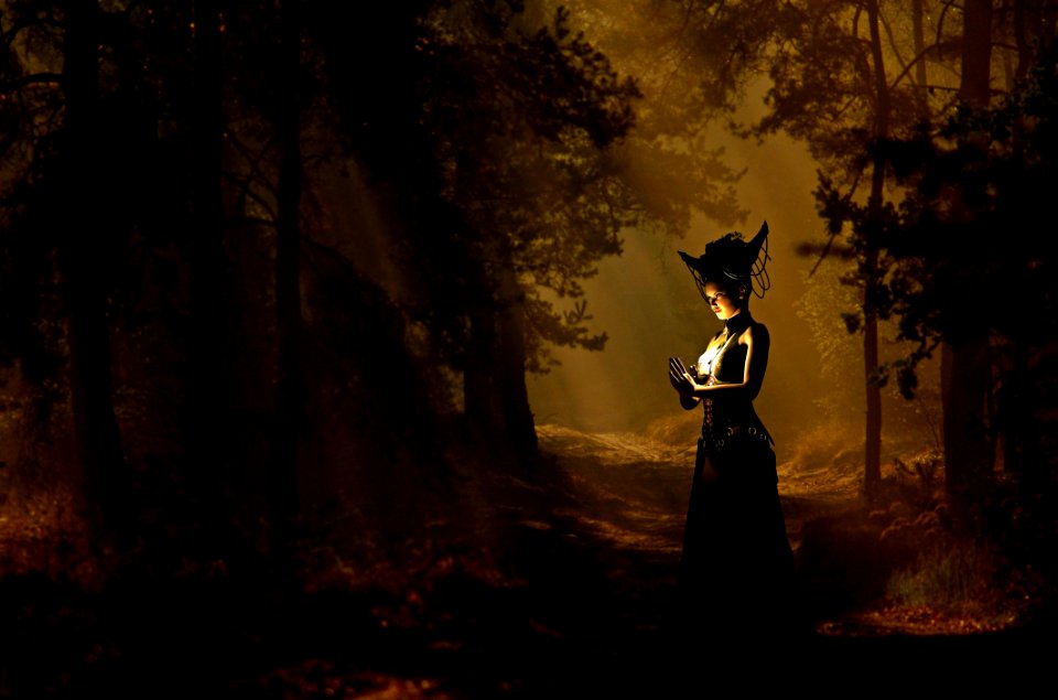 Forest Darkness Woodland Phenomenon