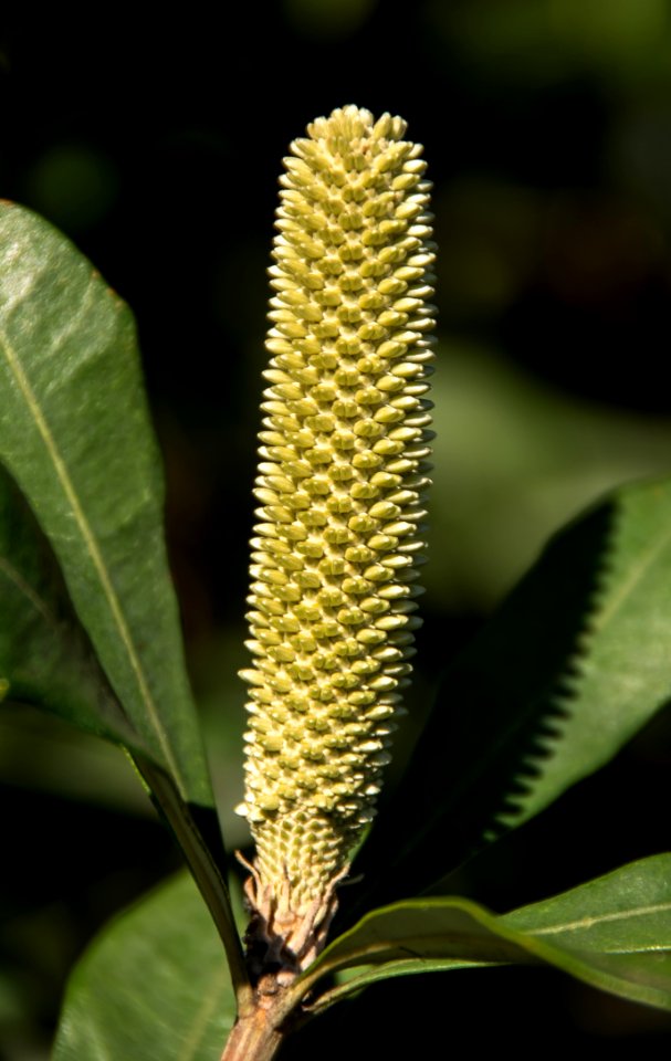 Plant Banksia Plant Stem Commodity