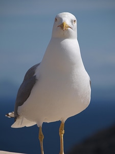 Animal water bird close up photo