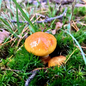 Mushroom Fungus Penny Bun Edible Mushroom photo