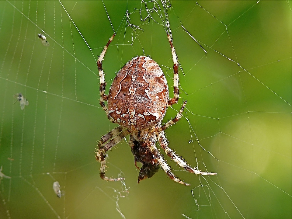 Close up nature spider