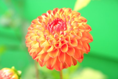 Orange Petaled Flower Close-up Photo photo