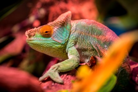 Green And Red Lizard photo