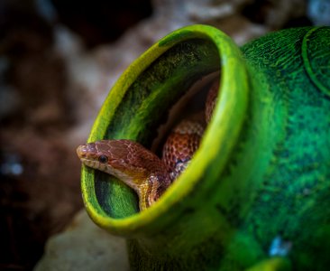 Shallow Focus Photography Of Brown Snake In Green Jar photo