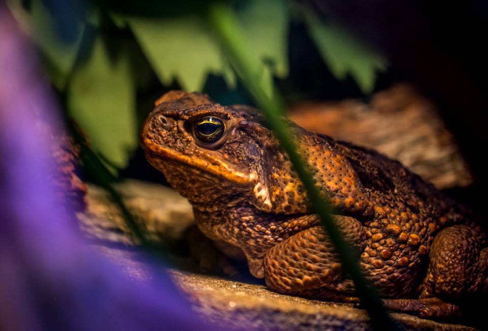 Shallow Focus Photography Of Frog