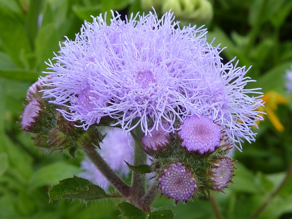 Nature plant floral