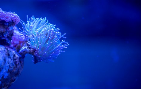 Macro Photography Of White Coral