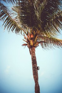 Low Angle Photography Of Palm Tree photo