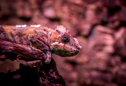 Shallow Focus Photography Of Multi-Colored Lizard photo