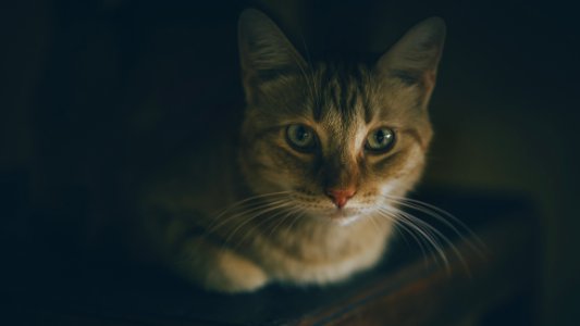 Shallow Focus Photography Of Silver Tabby Cat photo