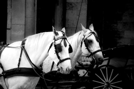 Two White Horses With Carriage photo