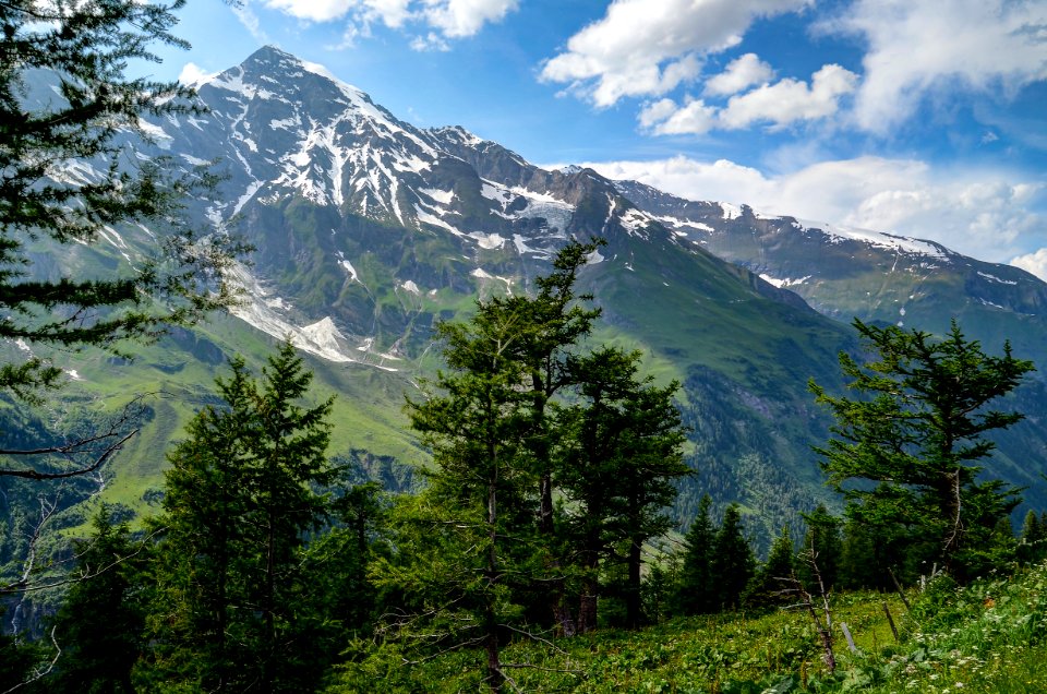 Trees In Front Of Mountain