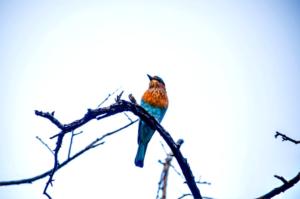 Blue And Brown Bird On Brand